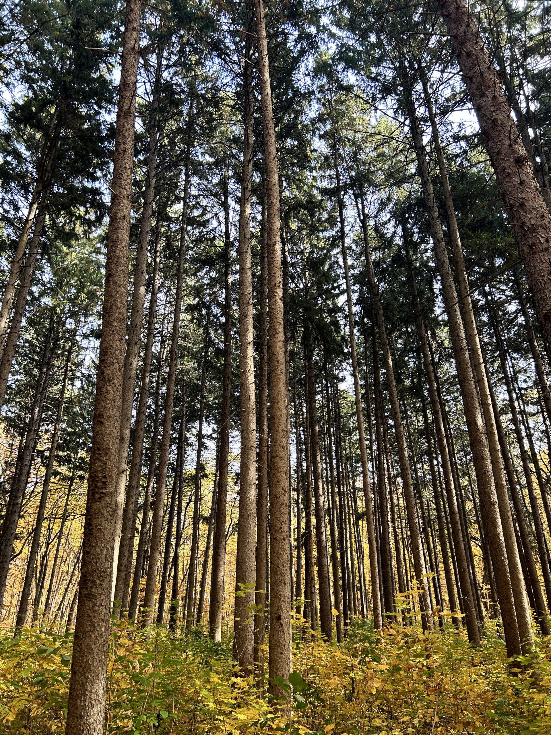 Fall Foliage Trees